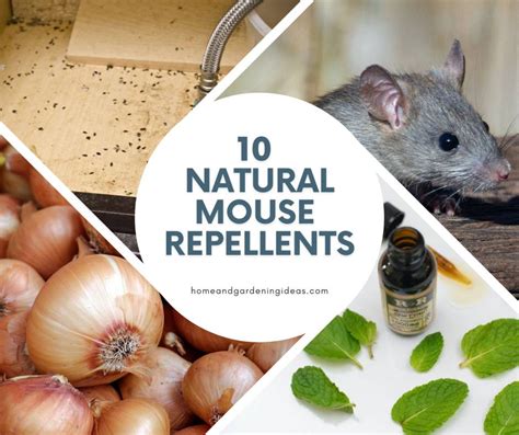 Mouse maguc repellent